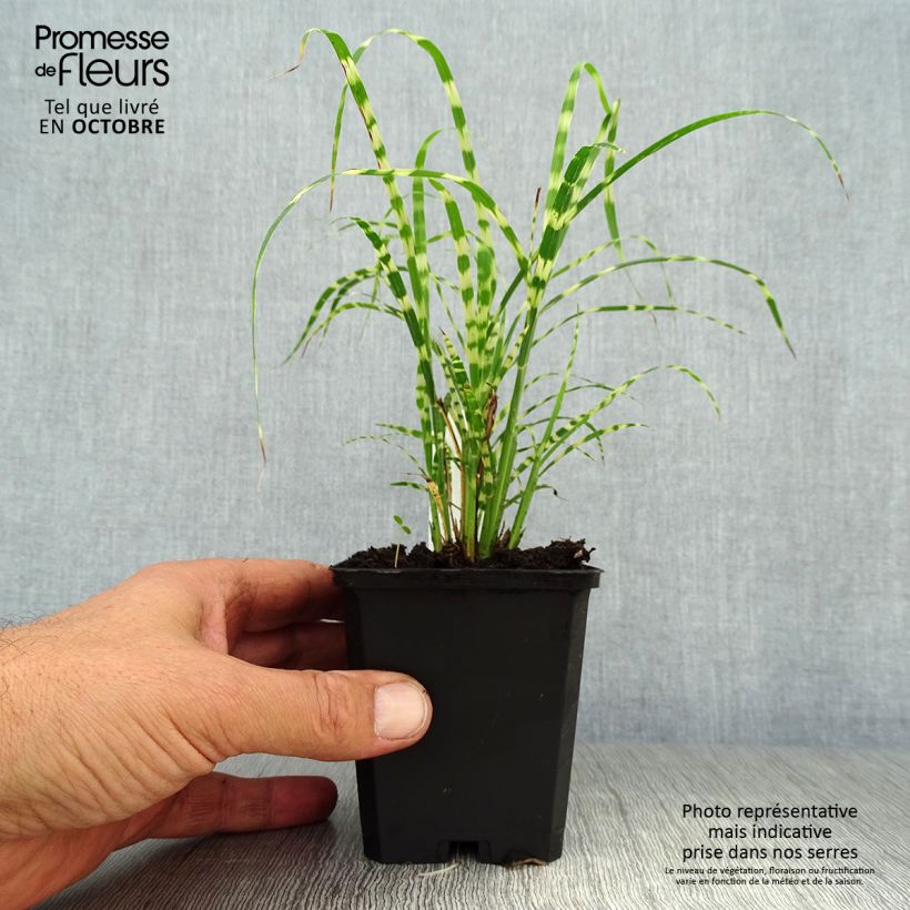 Exemplaar van Miscanthus sinensis Gold Bar - Prachtriet Kweekpotje van 8/9 cm zoals geleverd in de herfst