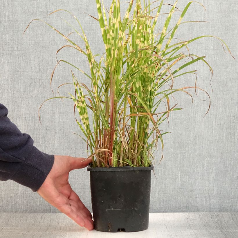 Exemplaar van Miscanthus sinensis Gold Bar - Prachtriet Pot van 2 l/3 l zoals geleverd in de zomer