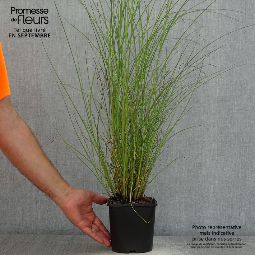 Exemplaar van Miscanthus sinensis Gracillimus - Prachtriet Pot van 2 l/3 l zoals geleverd in de zomer
