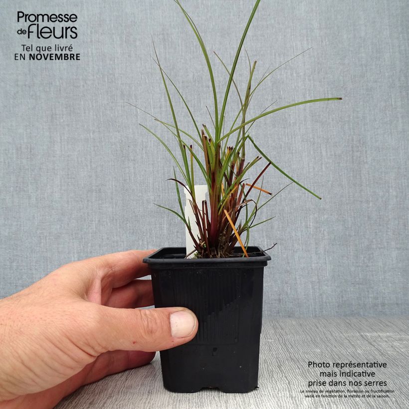 Exemplaar van Miscanthus sinensis Gracillimus - Prachtriet Kweekpotje van 8/9 cm zoals geleverd in de herfst