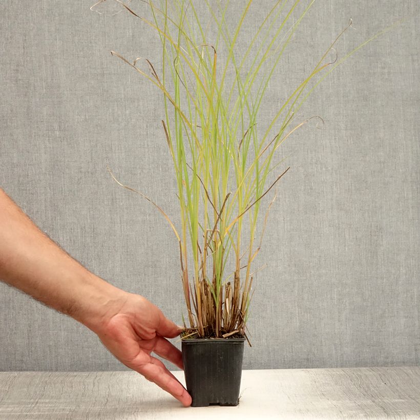 Exemplaar van Miscanthus sinensis Gracillimus - Prachtriet Kweekpotje van 8/9 cm zoals geleverd in de zomer