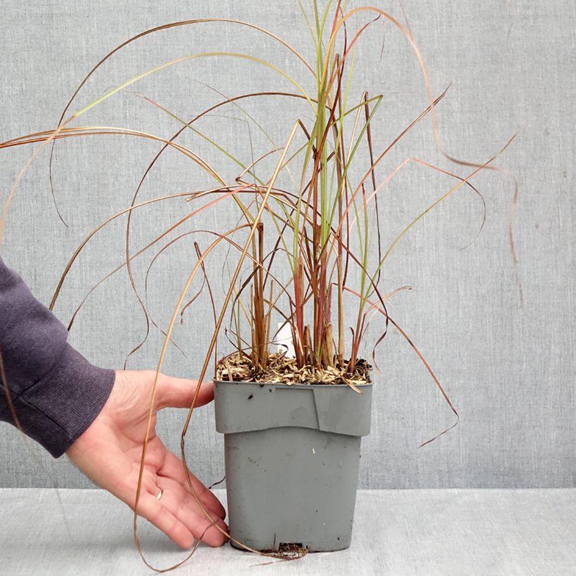 Exemplaar van Miscanthus sinensis Gracillimus - Prachtriet Pot van 2 l/3 l zoals geleverd in de herfst