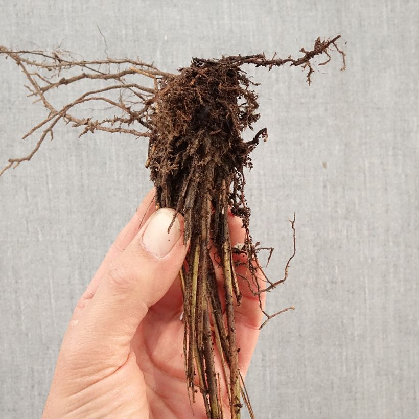 Exemplaar van Miscanthus sinensis Gracillimus - Prachtriet Naakte wortel zoals geleverd in de winter