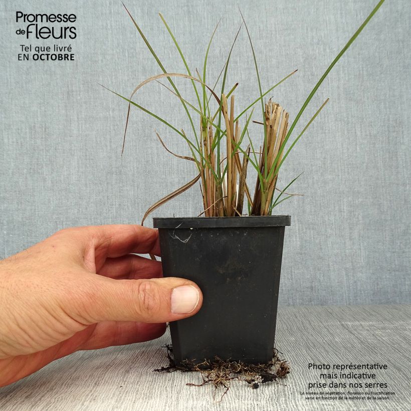 Exemplaar van Miscanthus sinensis Graziella - Prachtriet Kweekpotje van 8/9 cm zoals geleverd in de herfst