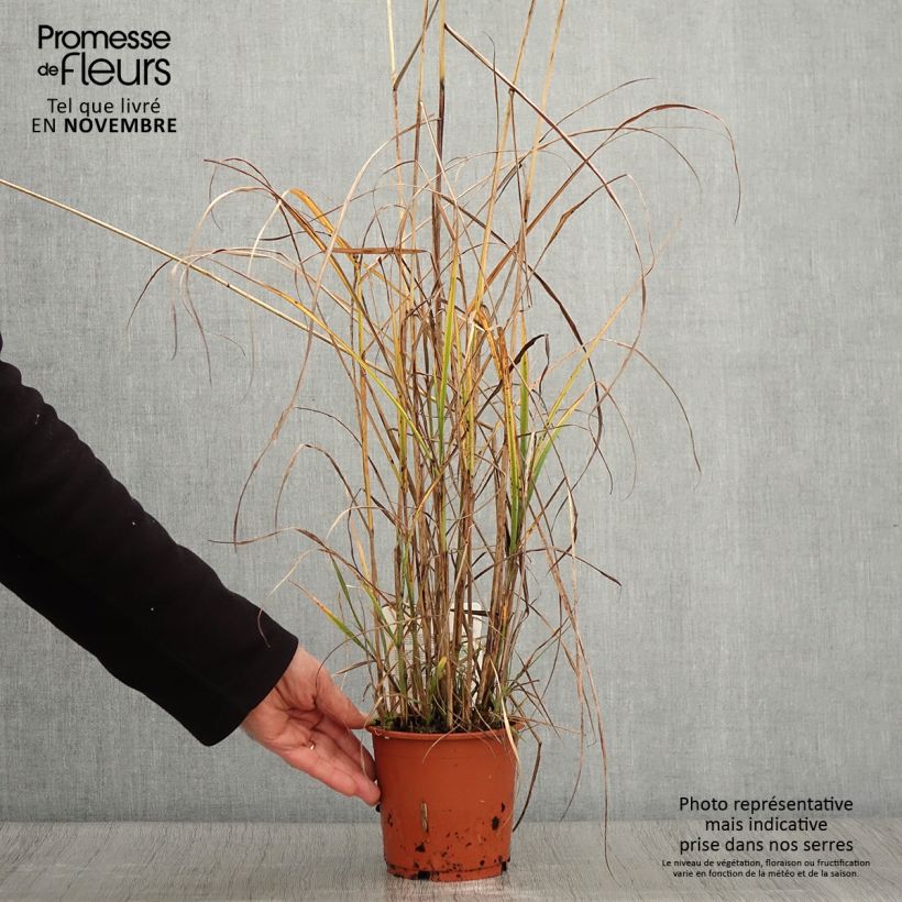 Exemplaar van Miscanthus sinensis Kaskade - Roseau de Chine Pot de 1L/1,5L zoals geleverd in de herfst