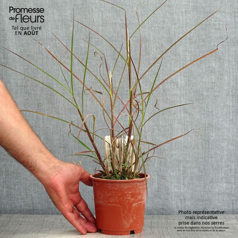 Exemplaar van Miscanthus sinensis Kaskade - Prachtriet Pot van 1 l/1,5 l zoals geleverd in de zomer