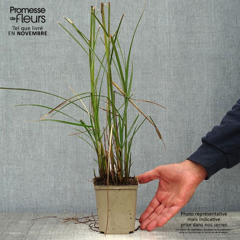 Exemplaar van Miscanthus sinensis Kleine Fontäne - Prachtriet Kweekpotje van 8/9 cm zoals geleverd in de herfst