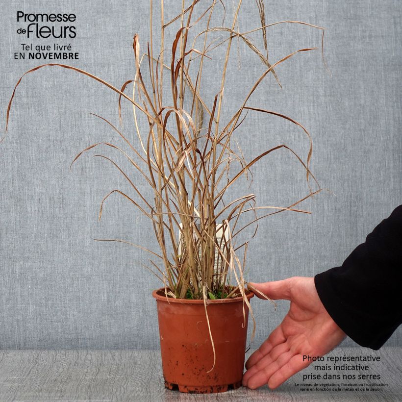 Exemplaar van Miscanthus sinensis Kleine Fontäne (Petite Fontaine) Pot de 1L/1,5L zoals geleverd in de herfst