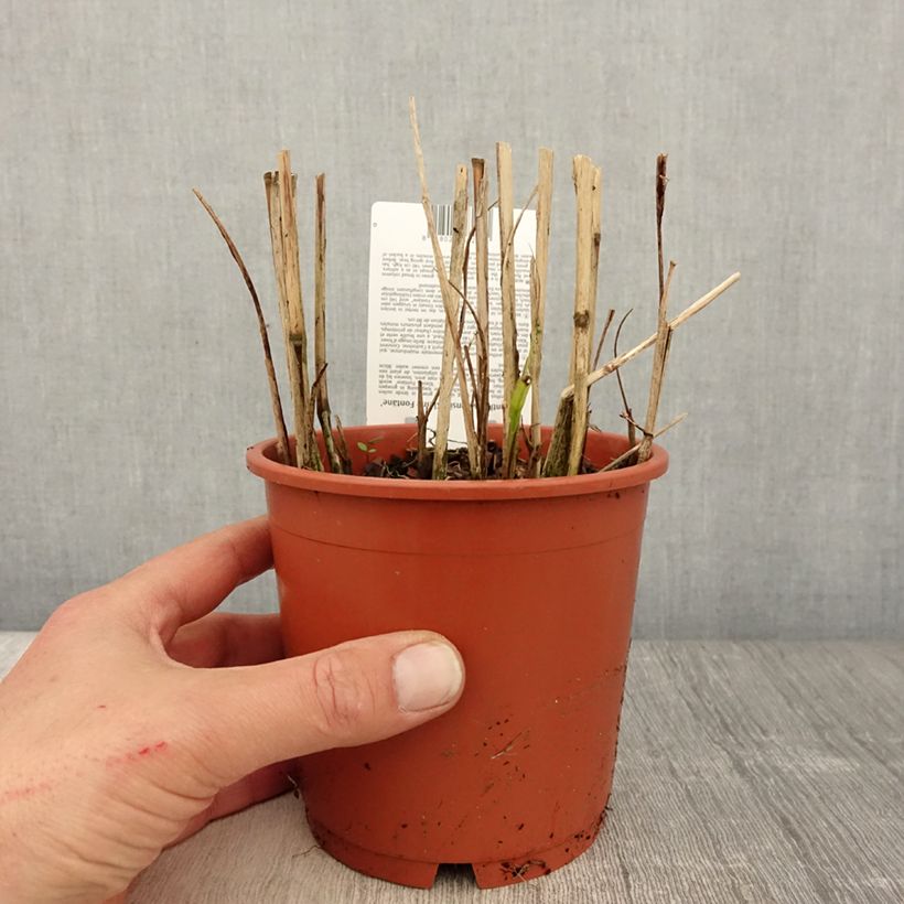 Exemplaar van Miscanthus sinensis Kleine Fontäne - Prachtriet Pot van 1 l/1,5 l zoals geleverd in de lente