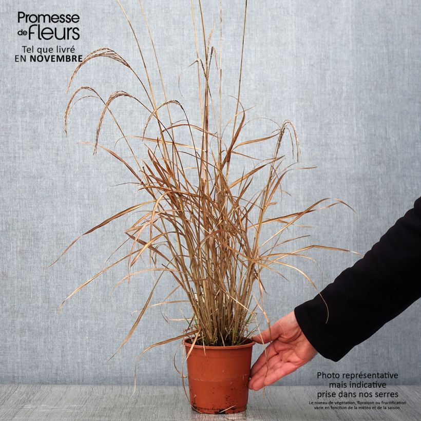 Exemplaar van Miscanthus sinensis Kleine Silberspinne - Prachtriet Pot van 1 l/1,5 l zoals geleverd in de herfst