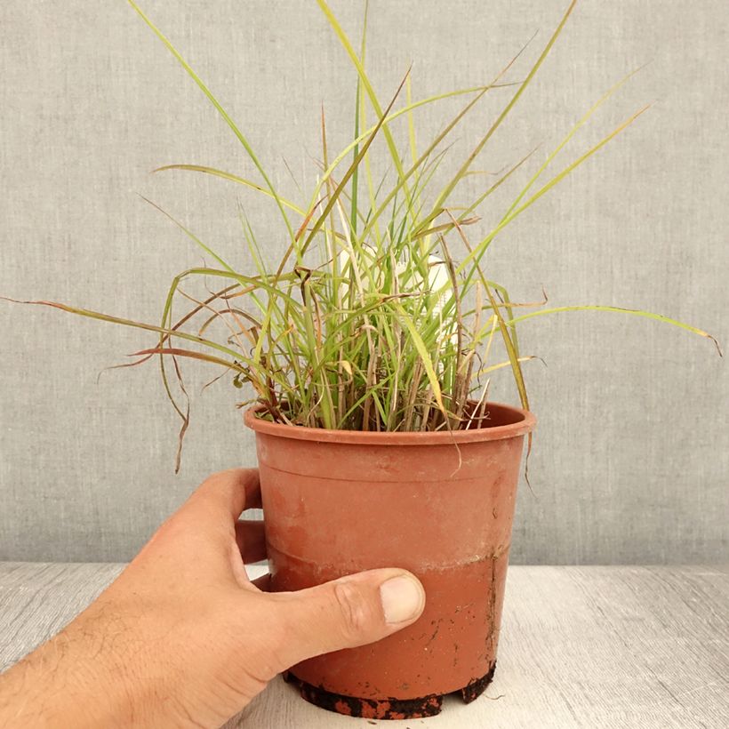 Exemplaar van Miscanthus sinensis Kleine Silberspinne - Prachtriet Pot van 1 l/1,5 l zoals geleverd in de zomer