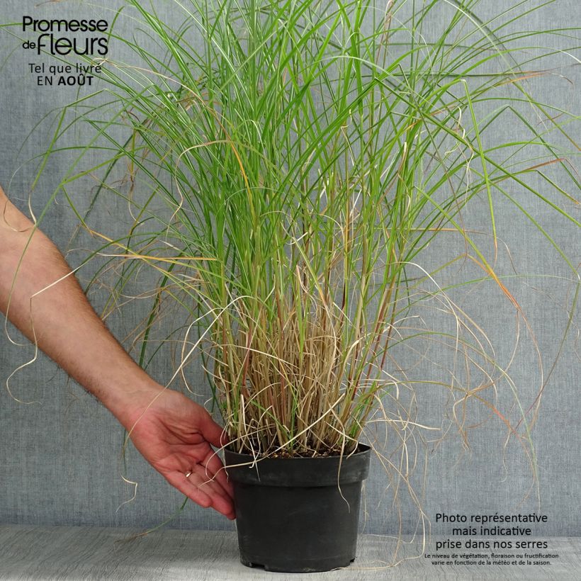 Exemplaar van Miscanthus sinensis Kleine Silberspinne - Prachtriet Pot van 4 l/5 l zoals geleverd in de zomer