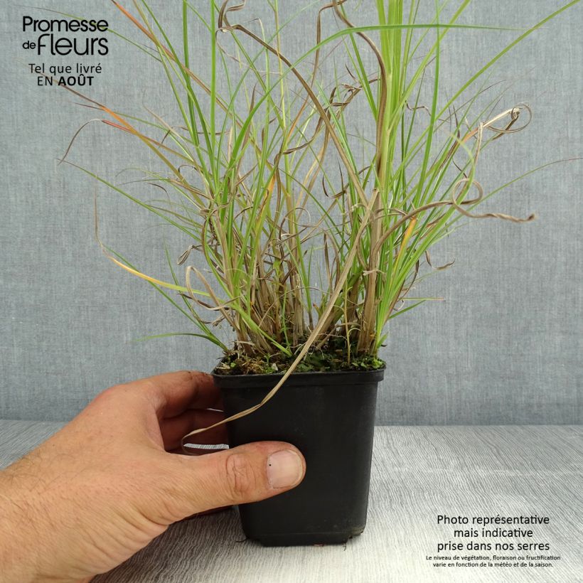Exemplaar van Miscanthus sinensis Krater - Prachtriet Kweekpotje van 8/9 cm zoals geleverd in de zomer