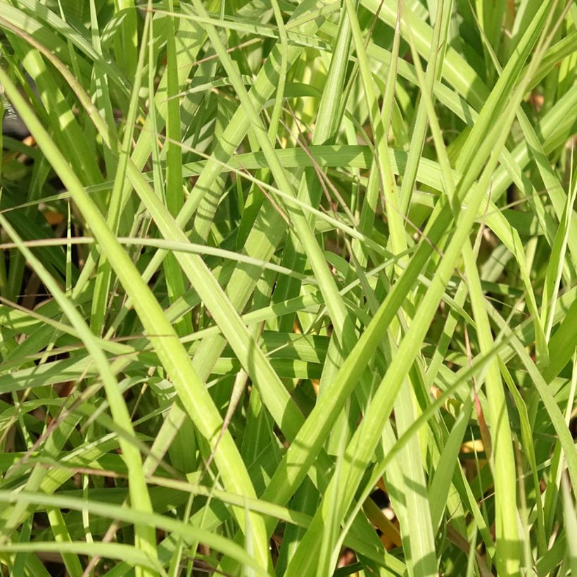 Miscanthus sinensis Krater - Prachtriet (Blad)