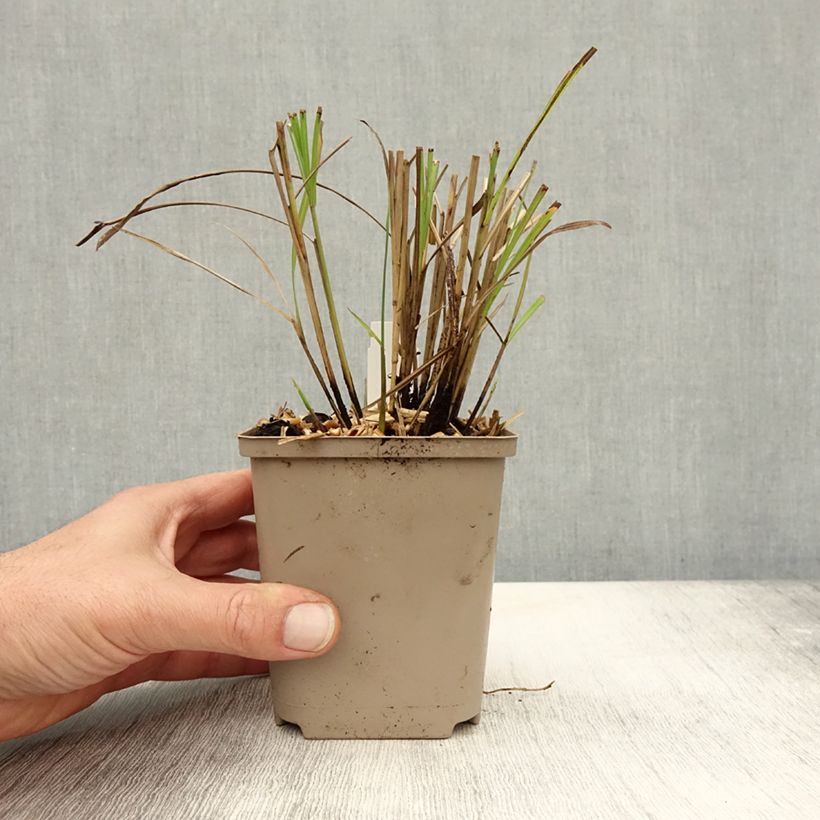 Exemplaar van Miscanthus sinensis Little Miss - Prachtriet Kweekpotje van 8/9 cm zoals geleverd in de herfst
