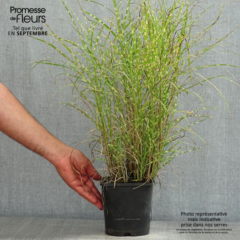 Exemplaar van Miscanthus sinensis Little Zebra - Prachtriet Pot van 2 l/3 l zoals geleverd in de zomer