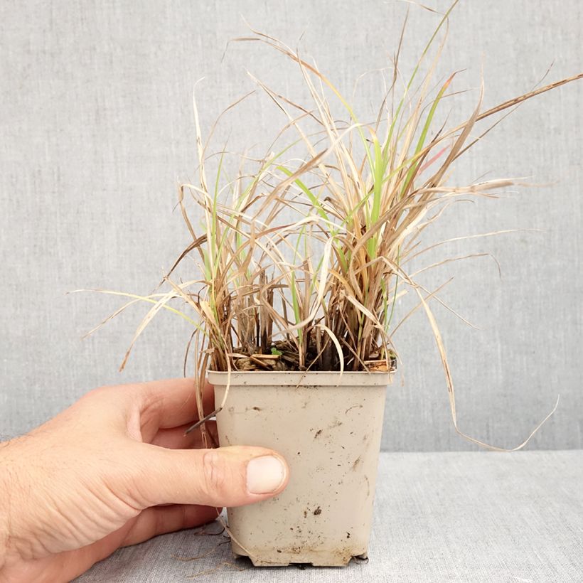 Exemplaar van Miscanthus sinensis Little Zebra - Prachtriet Kweekpotje van 8/9 cm zoals geleverd in de herfst