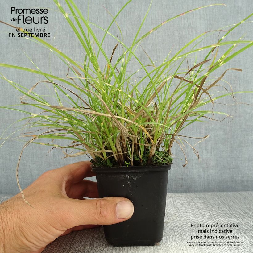 Exemplaar van Miscanthus sinensis Little Zebra - Prachtriet Kweekpotje van 8/9 cm zoals geleverd in de zomer
