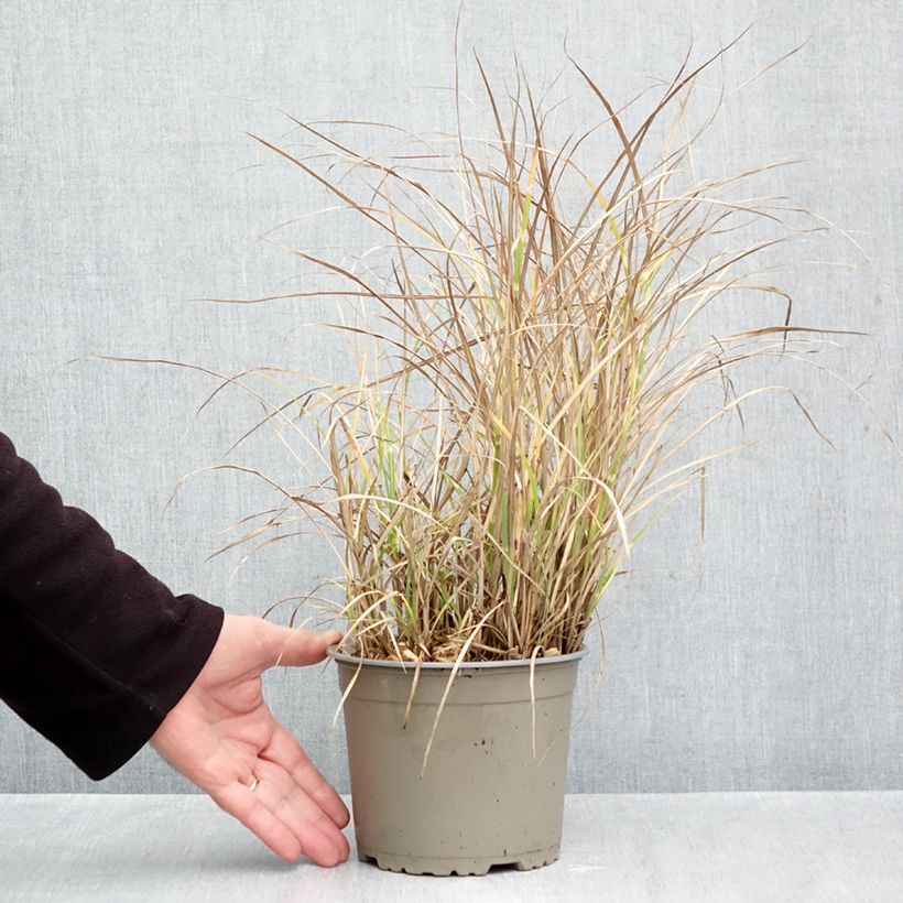 Exemplaar van Miscanthus sinensis Little Zebra - Prachtriet Pot van 2 l/3 l zoals geleverd in de herfst