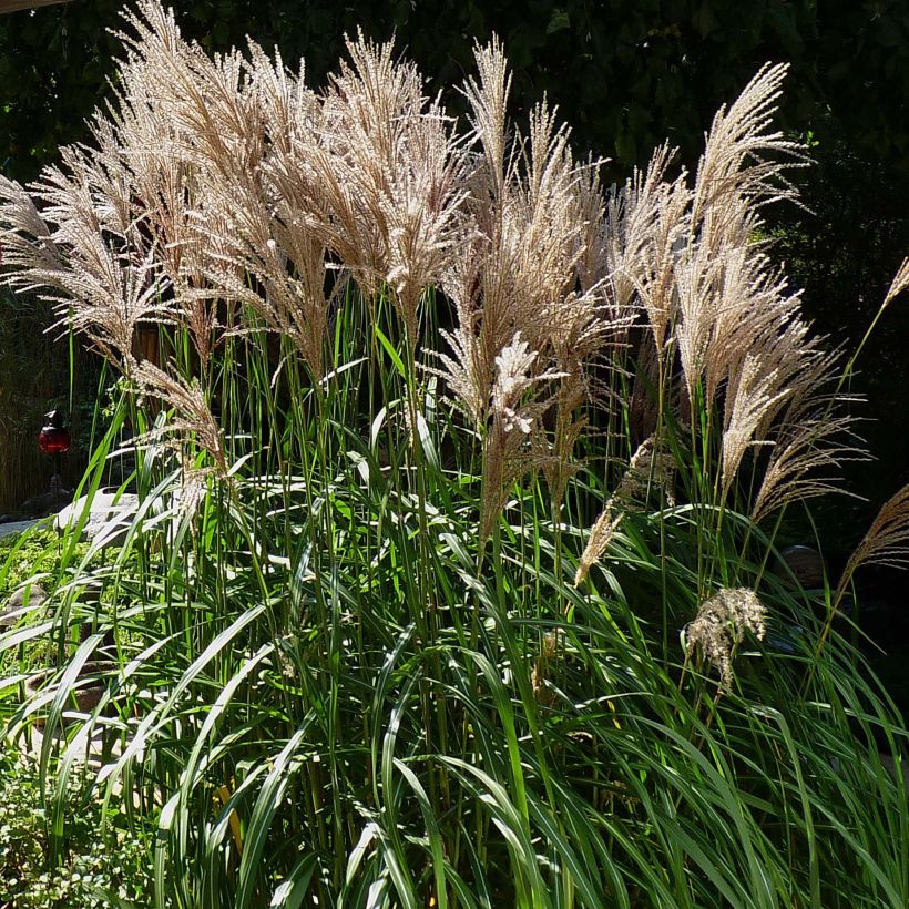 Miscanthus sinensis Malepartus - Prachtriet (Plant habit)