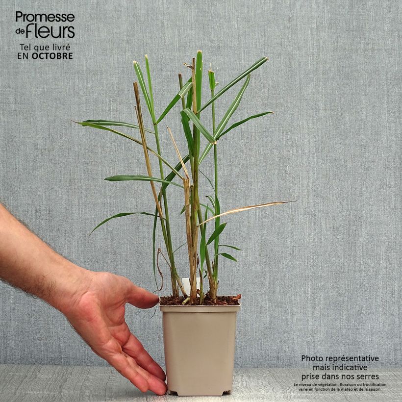 Exemplaar van Miscanthus sinensis Malepartus - Prachtriet Kweekpotje van 8/9 cm zoals geleverd in de herfst