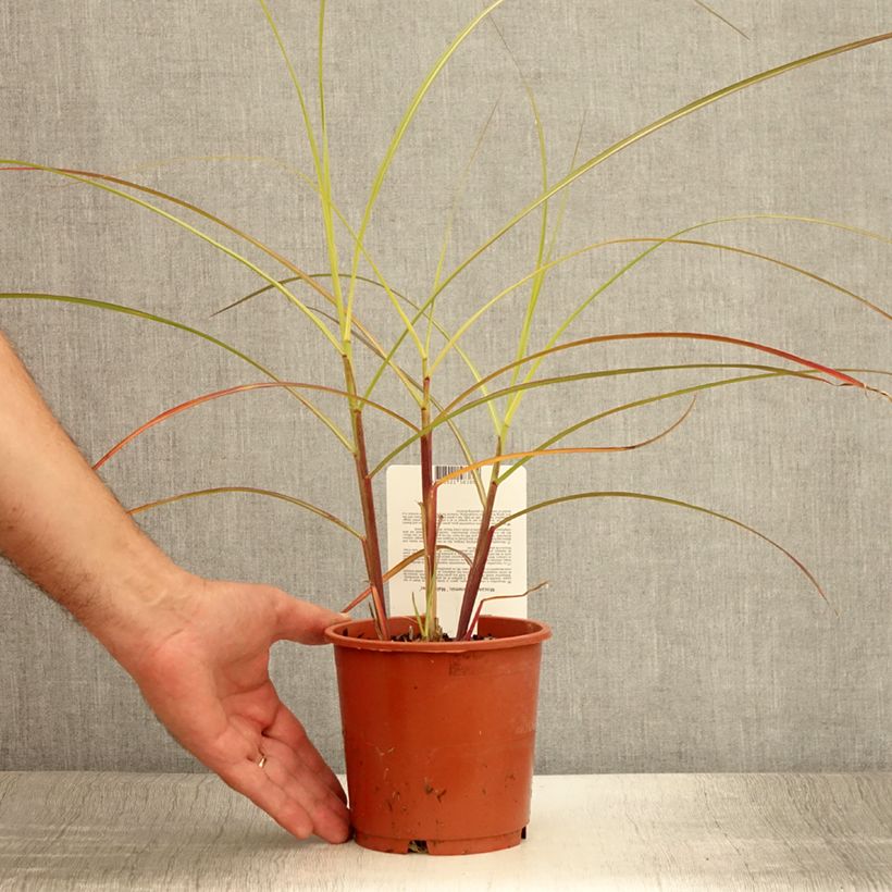 Exemplaar van Miscanthus sinensis Malepartus - Prachtriet Pot van 1 l/1,5 l zoals geleverd in de zomer