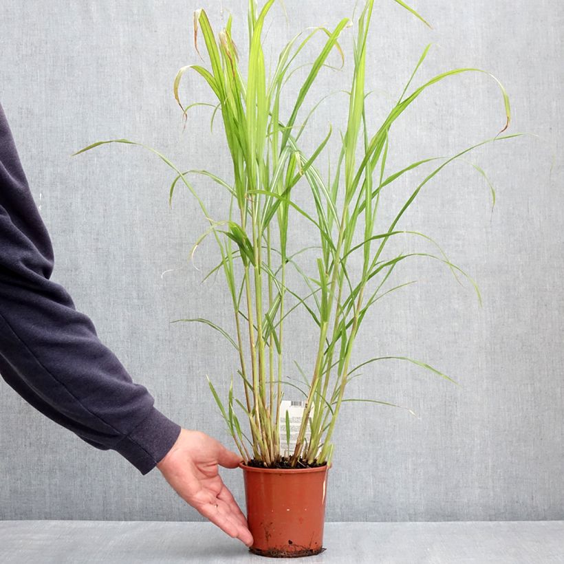 Example of Miscanthus sinensis Malepartus - Prachtriet Pot van 1 l/1,5 l as you get in printemps