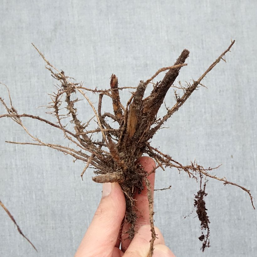 Exemplaar van Miscanthus sinensis Malepartus - Prachtriet Naakte wortel zoals geleverd in de winter