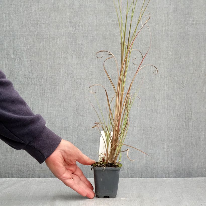 Exemplaar van Miscanthus sinensis Morning Bright - Prachtriet Kweekpotje van 8/9 cm zoals geleverd in de herfst