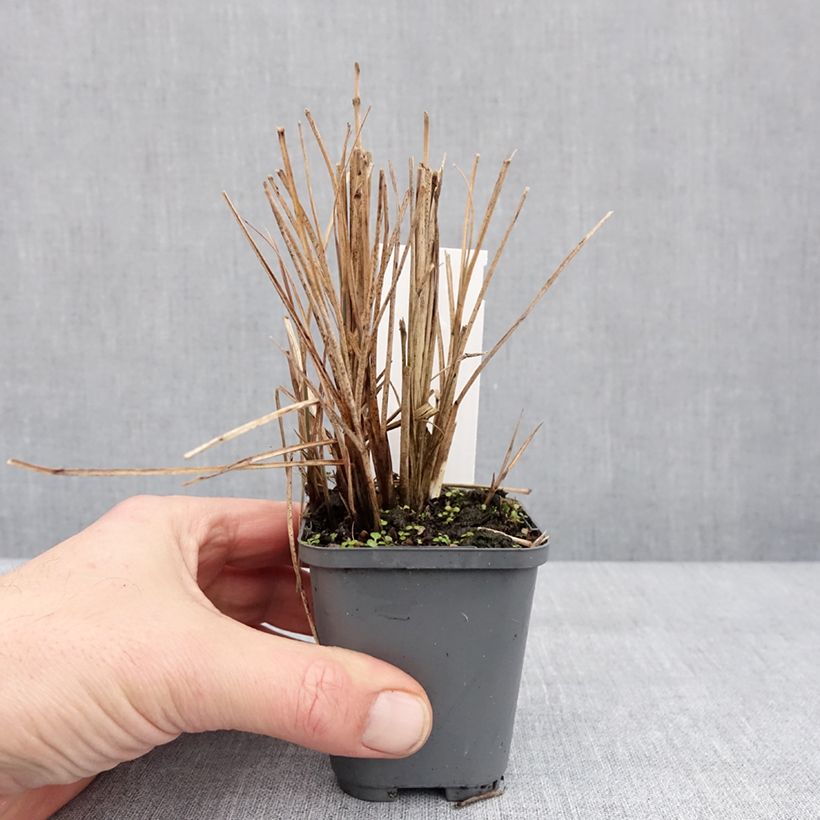 Exemplaar van Miscanthus sinensis Morning Bright - Prachtriet Kweekpotje van 8/9 cm zoals geleverd in de winter