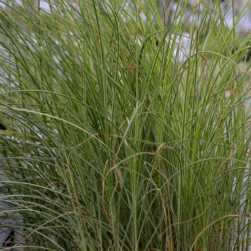 Miscanthus sinensis Morning Light - Prachtriet (Blad)
