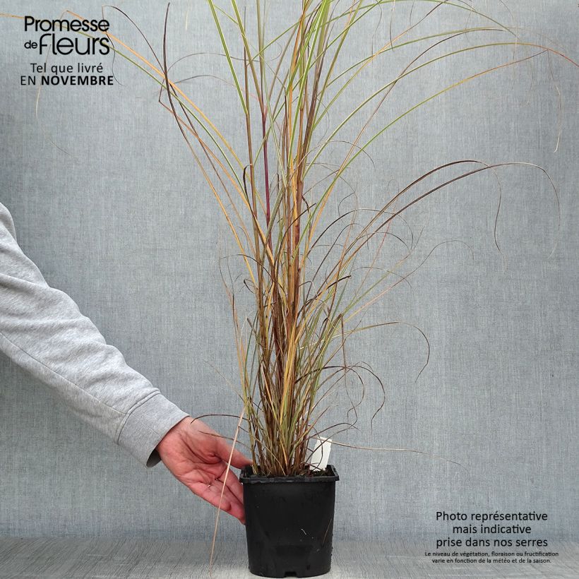 Exemplaar van Miscanthus sinensis Morning Light - Prachtriet Pot van 2 l/3 l zoals geleverd in de herfst