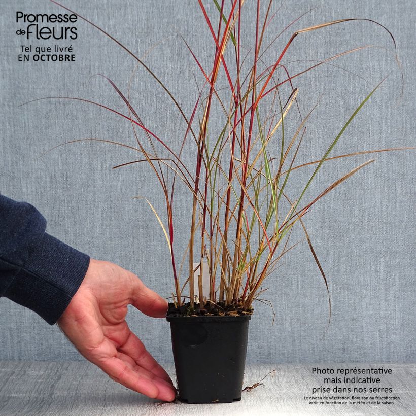 Exemplaar van Miscanthus sinensis Nippon - Prachtriet Kweekpotje van 8/9 cm zoals geleverd in de herfst