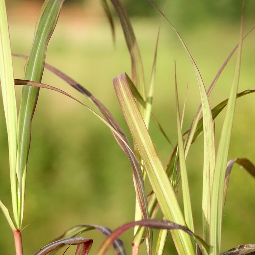 Miscanthus sinensis Nippon - Prachtriet (Blad)