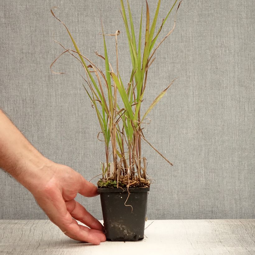 Exemplaar van Miscanthus sinensis Purpurascens - Prachtriet Kweekpotje van 8/9 cm zoals geleverd in de zomer