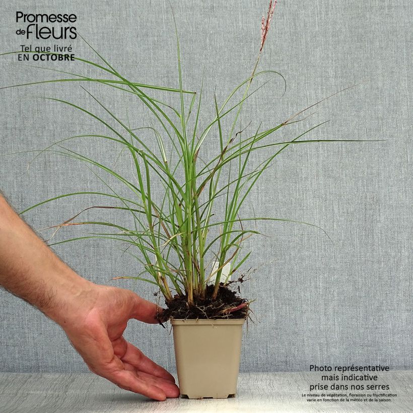 Exemplaar van Miscanthus sinensis Red Chief - Prachtriet Kweekpotje van 8/9 cm zoals geleverd in de herfst