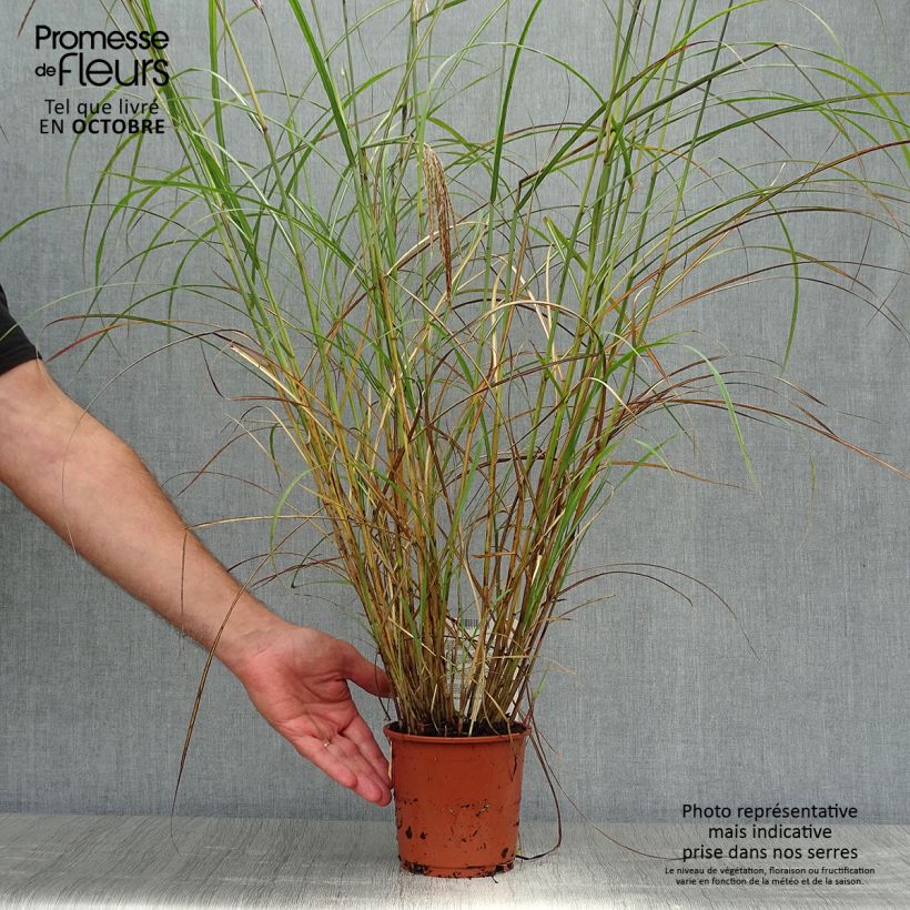 Exemplaar van Miscanthus sinensis Red Chief - Prachtriet Pot van 1,5 l/2 l zoals geleverd in de herfst
