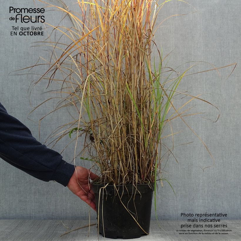 Exemplaar van Miscanthus sinensis Red Chief - Roseau de Chine Pot de 4L/5L zoals geleverd in de herfst