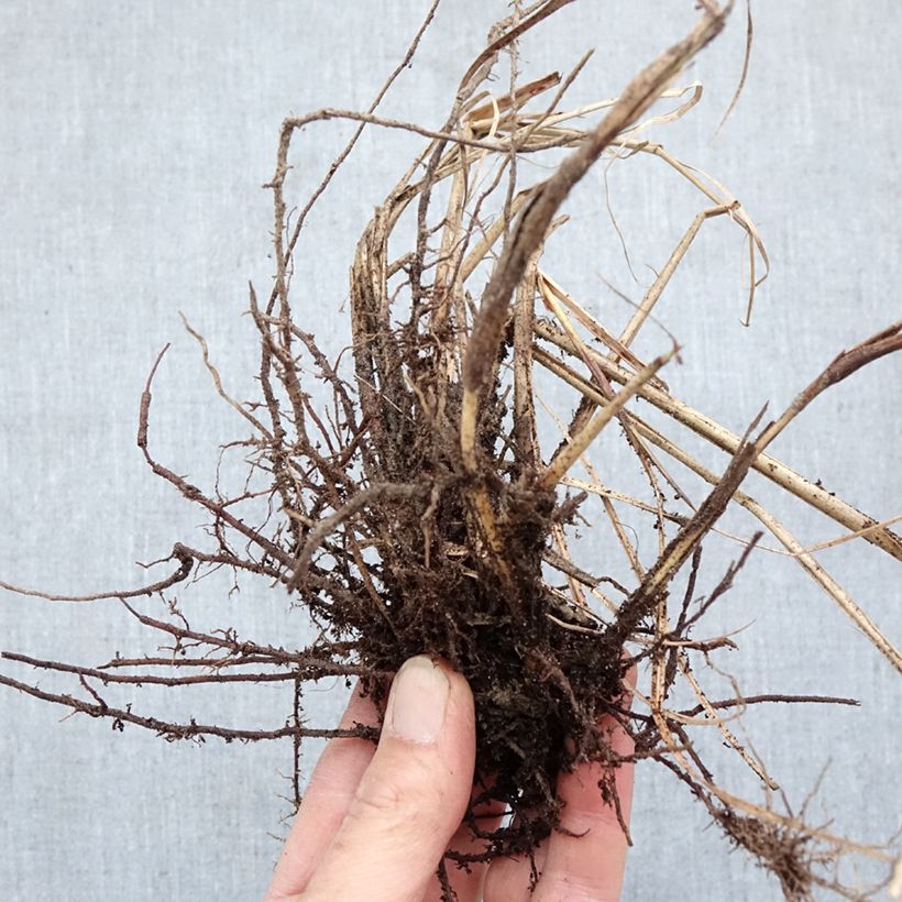 Exemplaar van Miscanthus sinensis Red Chief - Prachtriet Naakte wortel zoals geleverd in de winter