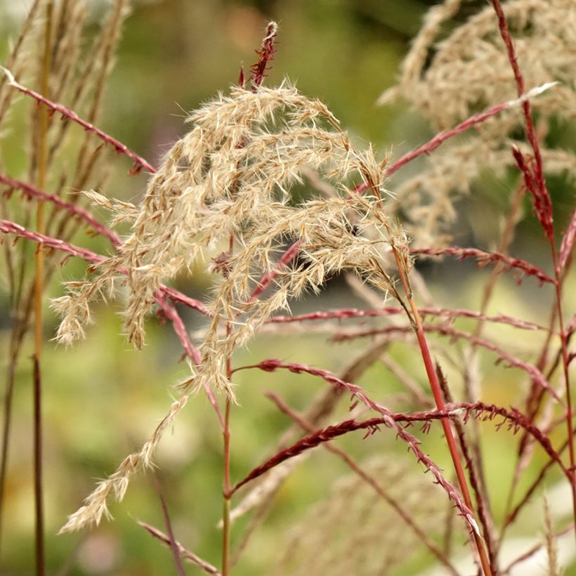 Miscanthus sinensis Samurai - Prachtriet (Bloei)
