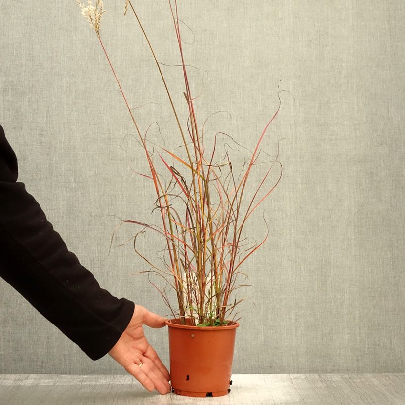Exemplaar van Miscanthus sinensis Samurai - Prachtriet Pot van 1 l/1,5 l zoals geleverd in de herfst