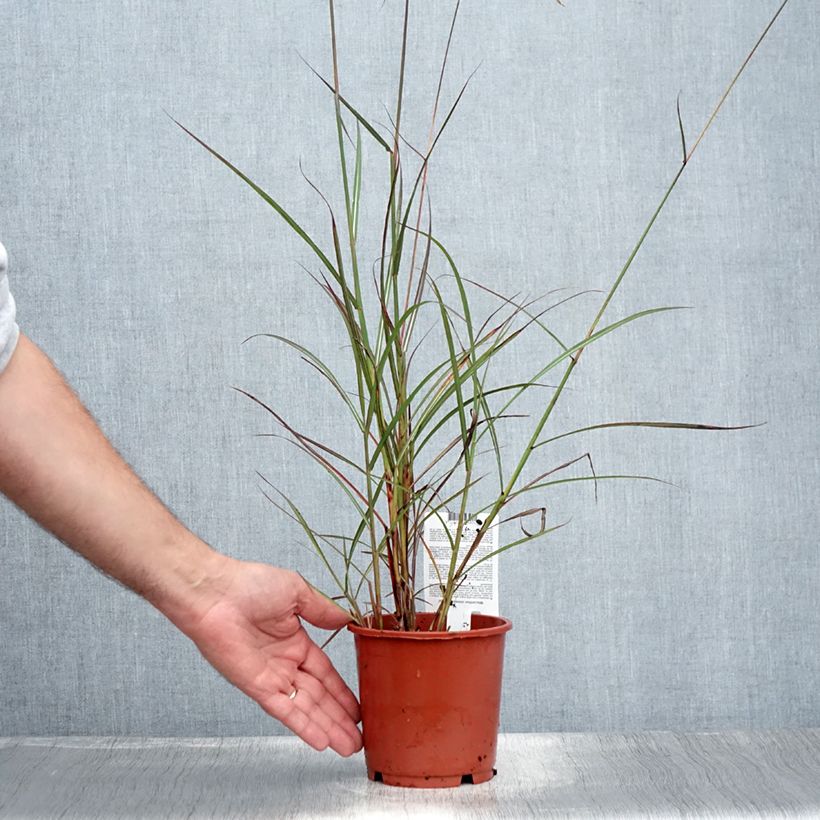 Exemplaar van Miscanthus sinensis Samurai - Prachtriet Pot van 1 l/1,5 l zoals geleverd in de zomer