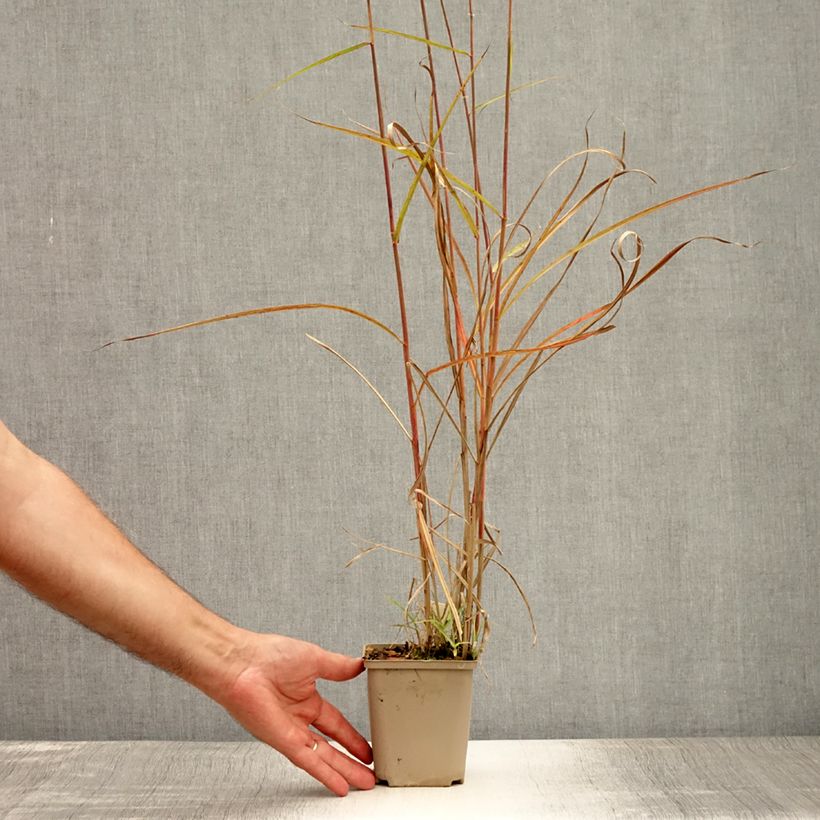 Exemplaar van Miscanthus sinensis Sarabande - Prachtriet Kweekpotje van 8/9 cm zoals geleverd in de zomer