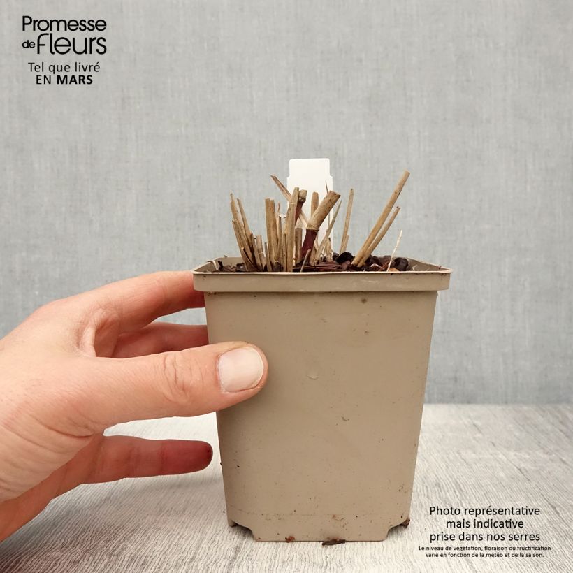 Example of Miscanthus sinensis Sarabande - Prachtriet Kweekpotje van 8/9 cm as you get in printemps