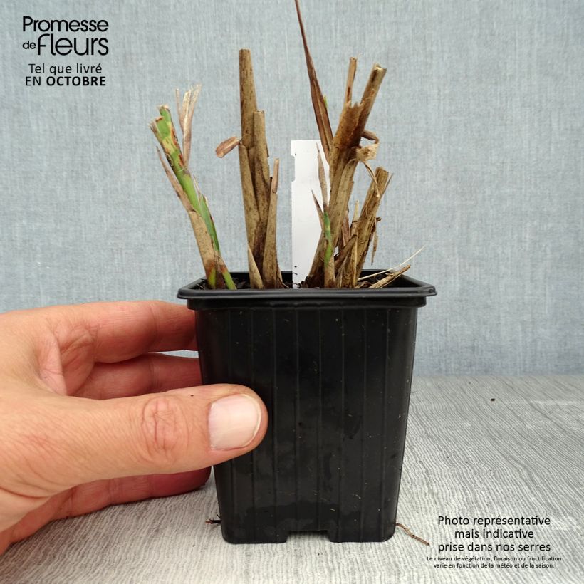 Exemplaar van Miscanthus sinensis Sirene - Prachtriet Kweekpotje van 8/9 cm zoals geleverd in de herfst