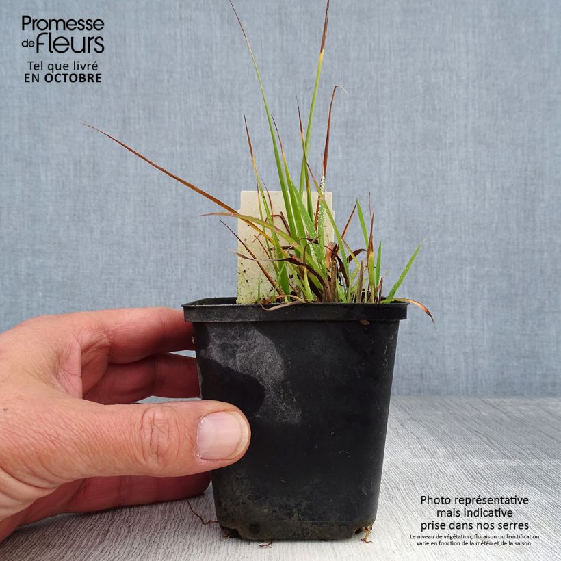 Exemplaar van Miscanthus sinensis Strictus Dwarf - Prachtriet Kweekpotje van 8/9 cm zoals geleverd in de herfst