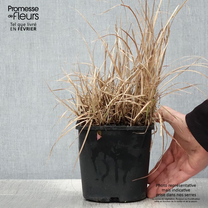 Exemplaar van Miscanthus sinensis Strictus Dwarf - Roseau de Chine Pot de 2L/3L zoals geleverd in de winter