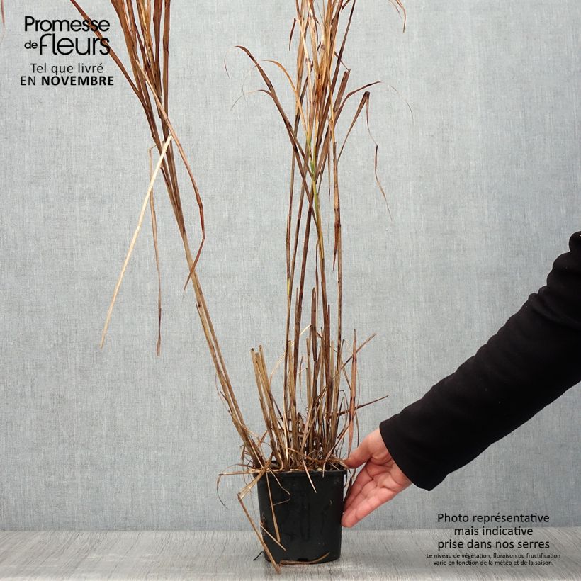 Exemplaar van Miscanthus sinensis Strictus - Prachtriet Pot van 2 l/3 l zoals geleverd in de herfst
