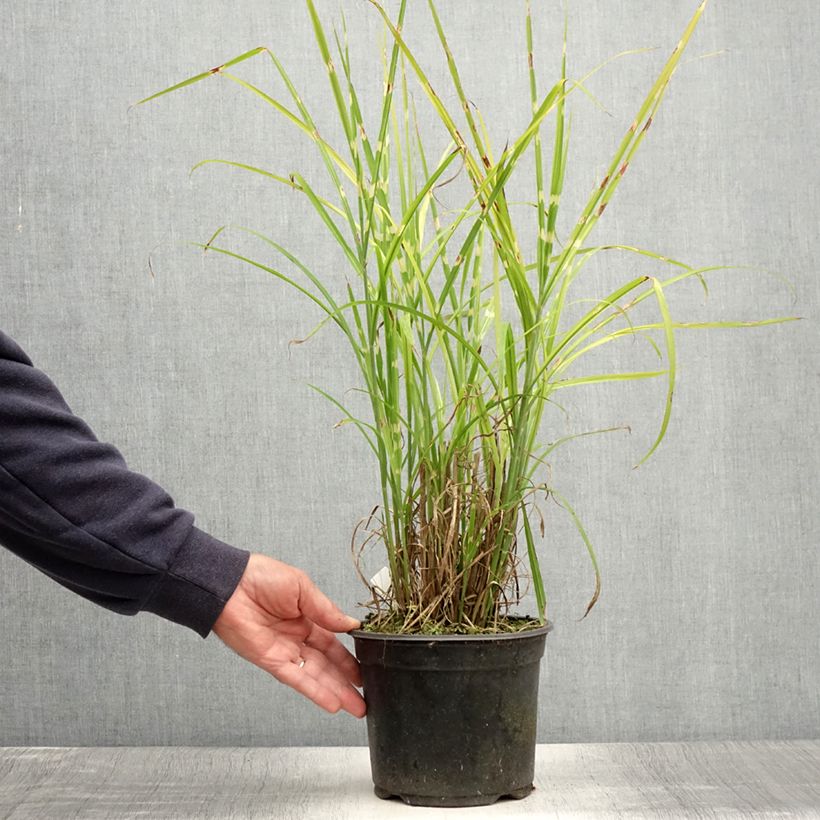 Exemplaar van Miscanthus sinensis Strictus - Prachtriet Pot van 2 l/3 l zoals geleverd in de zomer