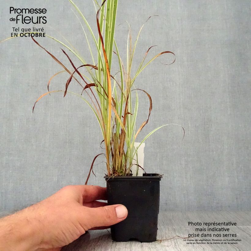 Exemplaar van Miscanthus sinensis Variegatus - Prachtriet Kweekpotje van 8/9 cm zoals geleverd in de herfst